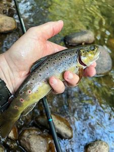 Brown Trout