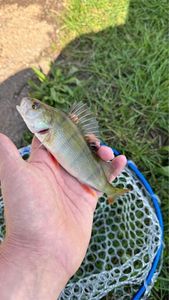 European Perch