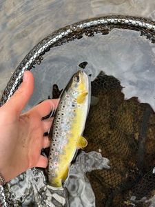 Brown Trout