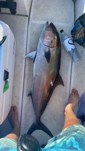 Greater Amberjack