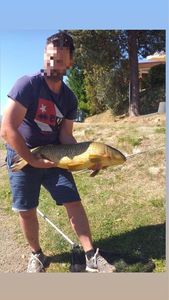 Common Carp