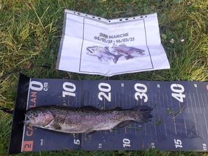 Rainbow Trout
