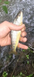 Brown Trout
