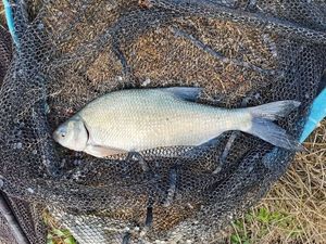 Common Bream