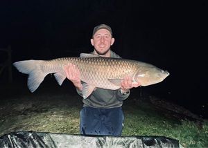 Grass Carp