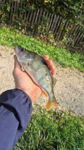 European Perch
