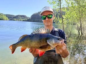 European Perch