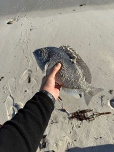 Black Seabream