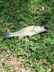 Largemouth Bass