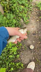 White bream