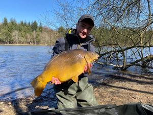 Mirror Carp