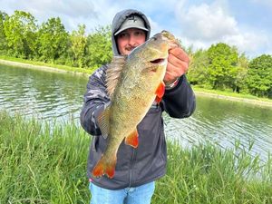European Perch