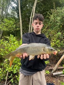Common Carp