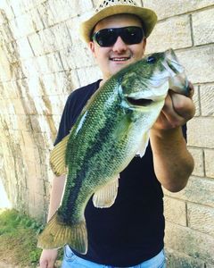 Largemouth Bass