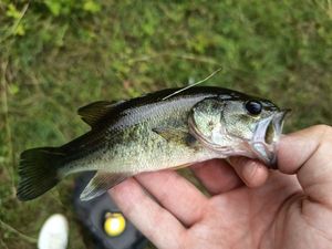 Largemouth Bass