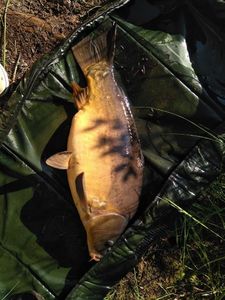 Mirror Carp
