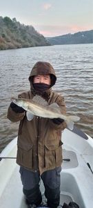 Zander