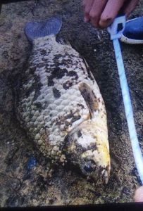 Crucian Carp