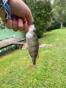 European Perch