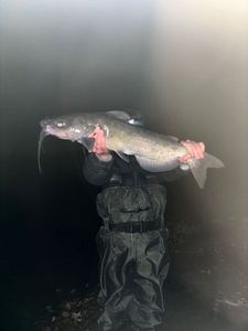 Channel Catfish