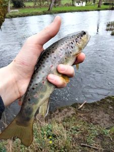 Brown Trout