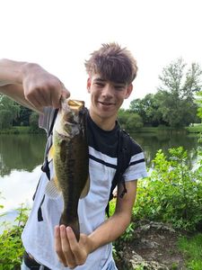 Largemouth Bass