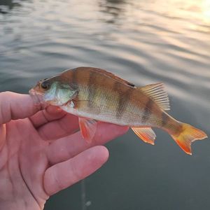 European Perch