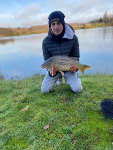 Common Carp