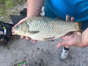 Crucian Carp