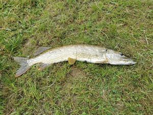 Northern Pike