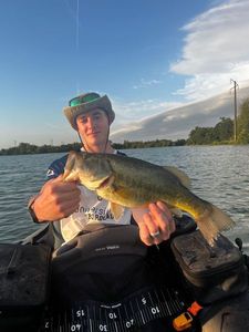Largemouth Bass