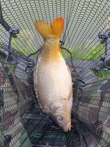 Mirror Carp