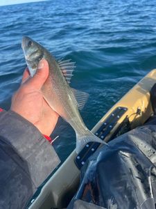 European Bass (Seabass)