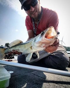 Zander