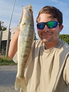 Zander