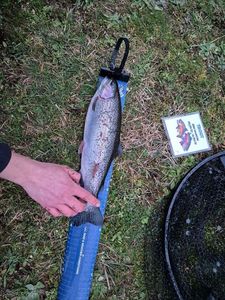 Rainbow Trout