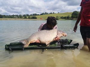 Common Carp