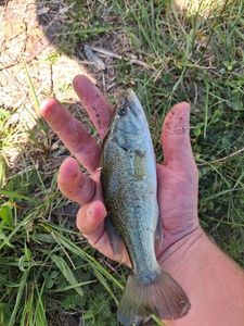 Largemouth Bass
