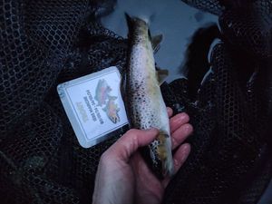 Brown Trout