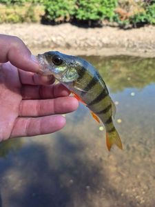 European Perch