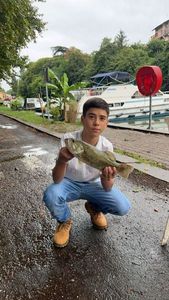 Largemouth Bass