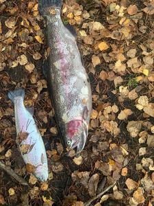Rainbow Trout