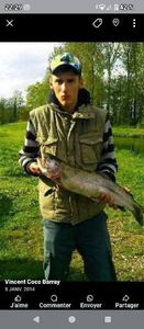 Rainbow Trout