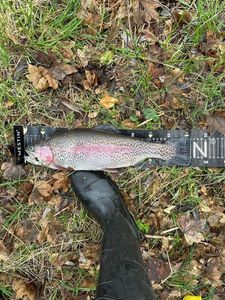 Rainbow Trout