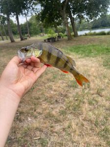 European Perch