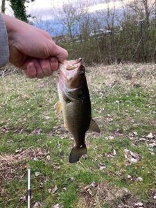 Largemouth Bass
