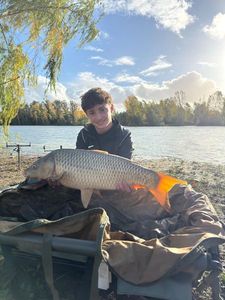Common Carp