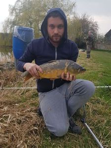 Common Carp