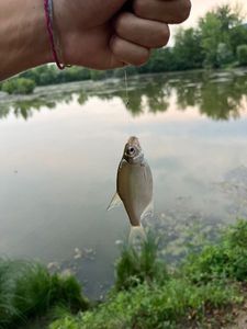 Common Bream