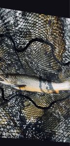 Brook Trout
